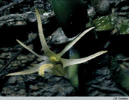 Dendrobium minjemense: Papua New Guinea (Madang Province: Minjem River)., flower, photo J.B. Comber, ex PNG, near Lae
