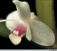 Dendrobium albiflorum: Dendrobium albiflorum Ridl., flower, photo A. Schuiteman, based on Leiden cult. 950209 (ex Kebun Raya Bogor 983-III-421), from Indonesia, Tanah Papua