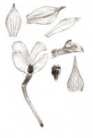 Calanthe triplicata: Calanthe veratrifolia (Willd.) R.Br., drawing J.J. Smith, from Feuilletau de Bruyn 393