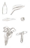 Dendrobium rhipidolobum: Dendrobium rhipidolobum Schltr., drawing J.J. Smith, based on Bogor cult. 192h