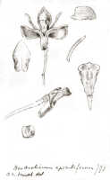 Dendrobium apiculiferum: Dendrobium apiculiferum J.J.Sm., drawing J.J. Smith, based on Bogor cult. (Gjellerup 449) 120