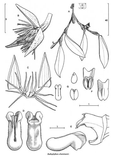Bulbophyllum schuitemanii
