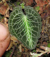 Corybas boridiensis: Corybas boridiensis P.Royen,  photo Stephanie Pimm Lyon
