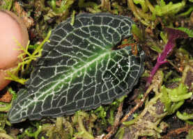 Corybas boridiensis: Corybas boridiensis P.Royen,  photo Stephanie Pimm Lyon