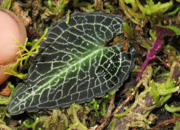 Corybas boridiensis