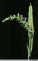 Liparis werneri: Liparis werneri Schltr., inflorescence, photo J.B. Comber, from PNG, Wabag