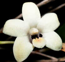 Dendrobium hollandianum: Dendrobium hollandianum J.J.Sm., flower, front view, photo Ed de Vogel, Leiden cult. 20030647 (de Vogel & Vogel), from Papua New Guinea, Central Prov.