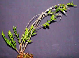 Dendrobium hollandianum: Dendrobium hollandianum J.J.Sm., plant habit, photo Ed de Vogel, Leiden cult. 20030647 (de Vogel & Vogel), from Papua New Guinea, Central Prov.