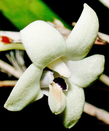 Dendrobium hollandianum