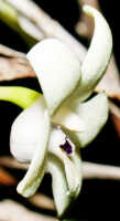 Dendrobium hollandianum: Dendrobium hollandianum J.J.Sm., flower, lateral view, photo Ed de Vogel, Leiden cult. 20030647 (de Vogel & Vogel), from Papua New Guinea, Central Prov.