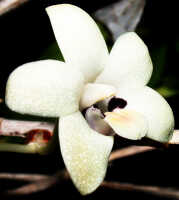 Dendrobium hollandianum: Dendrobium hollandianum J.J.Sm., flower, oblique front view, photo Ed de Vogel, Leiden cult. 20030647 (de Vogel & Vogel), from Papua New Guinea, Central Prov.