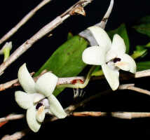 Dendrobium hollandianum: Dendrobium hollandianum J.J.Sm., stem parts with flowers, photo Ed de Vogel, Leiden cult. 20030647 (de Vogel & Vogel), from Papua New Guinea, Central Prov.