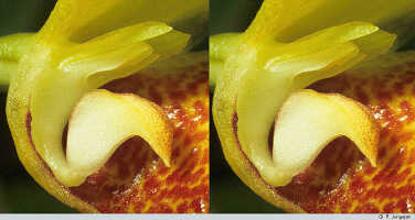 Bulbophyllum najae: Bulbophyllum najae J.J.Verm., Schuit. & de Vogel, flower lateral, sepal and petal removed, photo P. Jongejan, collection Royal Botanic Gardens, Kew, cult. P. Jongejan 1409
