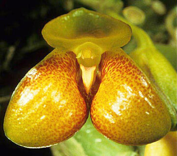 Bulbophyllum najae