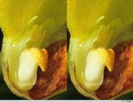 Bulbophyllum najae: Bulbophyllum najae J.J.Verm., Schuit. & de Vogel, centre of flowerl, sepal and petal removed, photo P. Jongejan, collection Royal Botanic Gardens, Kew, cult. P. Jongejan 1409