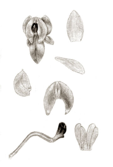 Crepidium tubulosum
