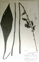 Calanthe cremeoviridis: Calanthe cremeoviridis J.J.Wood, herbarium sheet, Sands, Wood & Pattison 1782 (4 sheets, drawing K, 2 sheets), holotype (K)