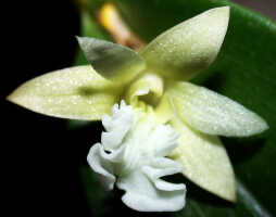 Dendrobium rhipidolobum: Dendrobium rhipidolobum Schltr., flower, oblique front view, photo Ed de Vogel, Leiden cult. 20030916 (National Capital Botanic Garden Port Moresby), from Papua New Guinea, locality not known