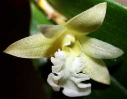 Dendrobium rhipidolobum: Dendrobium rhipidolobum Schltr., flower, oblique lateral view, photo Ed de Vogel, Leiden cult. 20030916 (National Capital Botanic Garden Port Moresby), from Papua New Guinea, locality not known