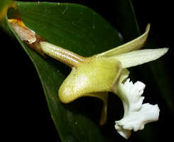 Dendrobium rhipidolobum: Dendrobium rhipidolobum Schltr., flower, lateral view, photo Ed de Vogel, Leiden cult. 20030916 (National Capital Botanic Garden Port Moresby), from Papua New Guinea, locality not known