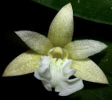Dendrobium rhipidolobum: Dendrobium rhipidolobum Schltr., flower, front view, photo Ed de Vogel, Leiden cult. 20030916 (National Capital Botanic Garden Port Moresby), from Papua New Guinea, locality not known