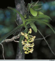 Robiquetia wariana: Robiquetia wariana (Schltr.) Kocyan & Schuit., habit, photo P. O'Byrne, based on O'Byrne M250 from PNG