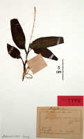 Crepidium moluccanum: Crepidium moluccanum (J.J.Sm.) XXX (as Microstylis moluccana J.J.Sm.), herbarium sheet, J.J.Smith 617 (syntype specimen BO)