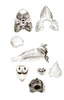 Octarrhena gibbosa: Octarrhena gibbosa J.J.Sm., floral analysis, drawing J.J. Smith, based on Gjellerup 1046