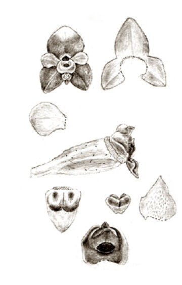 Octarrhena gibbosa