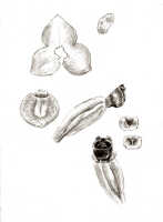 Octarrhena lorentzii: Octarrhena lorentzii J.J.Sm., as Chitonanthera suborbicularis J.J.Sm., floral analysis, drawing J.J. Smith, based on Lam 1607