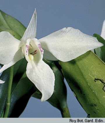 Dendrobium johnsoniae