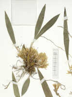 Dendrobium aurantiroseum: Dendrobium aurantiroseum P.Royen ex T.M.Reeve, detail of isotype specimen: Balgooy, van 887 (L)