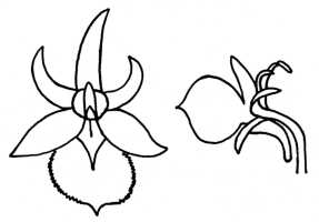 Dendrobium macrolobum: Cadetia angustecalcarata Gilli, drawing A. Gilli in Ann. Naturhist. Mus. Wien 84, B (1980 publ. 1983) 17, fig. 3, based on Gilli 467 (holotype W)
