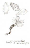 Calanthe triplicata: Calanthe engleriana Kraenzl. var. brevicalcarata J.J.Sm., drawing J.J. Smith, from Gjellerup 554