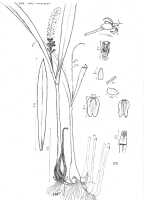 Liparis condylobulbon: Liparis condylobulbon Rchb.f., drawing P. O'Byrne in Lowland Orchids of New Guinea (1994) 19