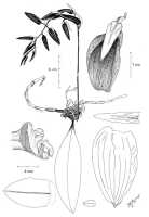Bulbophyllum chloranthum: Bulbophyllum chloranthum Schltr., drawing N. Howcroft, drawing, plant habit and flower analysis