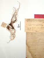 Taeniophyllum podochiloides: Taeniophyllum podochiloides (J.J.Sm.) Kocyan & Schuit. (as Microtatorchis podochiloides J.J.Sm.), herbarium sheet, Lam 1922 (isotype specimen BO)