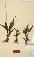 Crepidium verruculosum: Microstylis verruculosa J.J.Sm., herbarium sheet, Docters van Leeuwen 11012 (holotype specimen L)