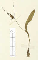 Dendrobium recurvifolium: Dendrobium recurvifolium J.J.Sm., detail of probable isotype specimen: Bogor cult. (Gjellerup ?491) (L)