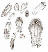 Dendrobium pseudopeloricum: Dendrobium pseudopeloricum J.J.Sm., drawing J.J. Smith, based on Lam 1835