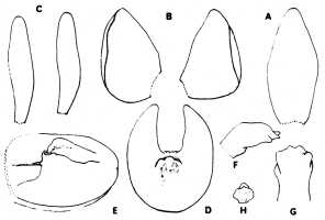 Crepidium hippocrepiforme: Crepidium hippocrepiforme (J.J.Wood) Marg. & Szlach., as Malaxis hippocrepiformis J.J.Wood, flower analysis, drawing by M. Swann, in Orchid Rev. 89 (1981) 209, fig.