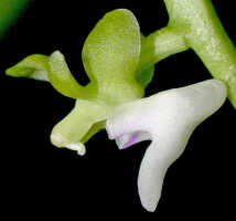 Cleisostoma litoreum: Cleisostoma litoreum (Schltr.) Garay, flower, lateral view, photo E.F. de Vogel, Leiden cult. 20030850 (de Vogel & Vogel), from Papua New Guinea, Morobe Prov.