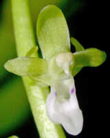 Cleisostoma litoreum: Cleisostoma litoreum (Schltr.) Garay, flower, front view, photo E.F. de Vogel, Leiden cult. 20030850 (de Vogel & Vogel), from Papua New Guinea, Morobe Prov.