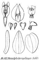 Crepidium torricellense: Crepidium torricellense (Schltr.) Szlach. (as Microstylis torricellensis Schltr.), drawing R. Schlechter in Repert. Spec. Nov. Regni Veg. Beih. 21 (1923) t. 44, fig. 151