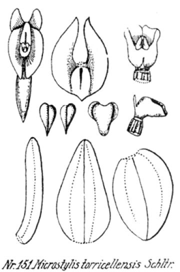 Crepidium torricellense