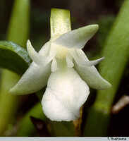 Dendrobium macrolobum: Dendrobium macrolobum J.J.Sm., flower, photo T. Roelfsema, based on Schuiteman, Mulder & Vogel 90-69