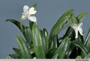 Dendrobium chionanthum: Dendrobium chionanthum Schltr., habit detail, photo Roy. Bot. Gard. Edin., based on Edinburgh cult. 711641