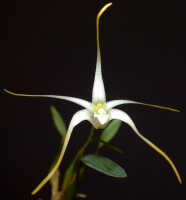 Dendrobium phalangium: Dendrobium phalangium Schltr., flower, front view, photo Ed de Vogel, Leiden cult. 20030418 (de Vogel & Vogel), from Papua New Guinea, Central Prov.
