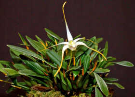 Dendrobium phalangium: Dendrobium phalangium Schltr., plant habit, photo Ed de Vogel, Leiden cult. 20030418 (de Vogel & Vogel), from Papua New Guinea, Central Prov.