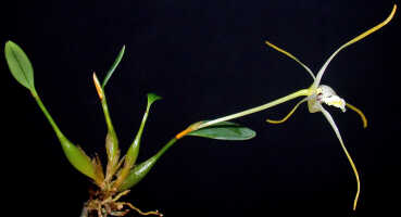 Dendrobium phalangium: Dendrobium phalangium Schltr.,plant habit, photo Ed de Vogel, Leiden cult. 20030418 (de Vogel & Vogel), from Papua New Guinea, Central Prov.